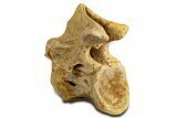 Fossil Spinosaurus Posterior Cervical Vertebra - Morocco #344921-1
